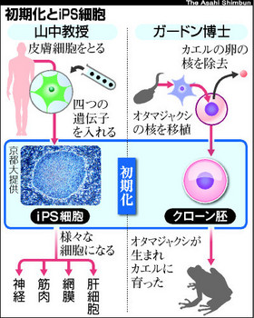 iPS細胞.jpg